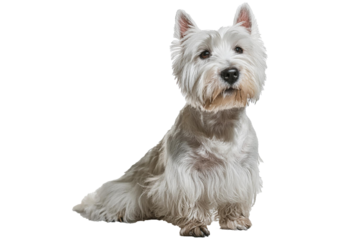 The west highland terrier dog in front of Isolated on transparent or white Background. is standing and training