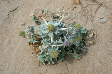 Panicaut maritime, eryngium maritimum , Dunes, Fromentine, Vendée, 85, France