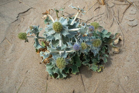 Panicaut maritime, eryngium maritimum , Dunes, Fromentine, Vend&eacute;e, 85, France