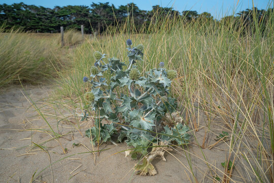 Panicaut maritime, eryngium maritimum , Oyat, Ammophila arenaria, Dunes, Fromentine, Vend&eacute;e, 85, France