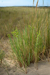 Oyat, Ammophila arenaria, Euphorbia paralias, Euphorbe maritime, Dunes, Fromentine, Vendée, 85, France