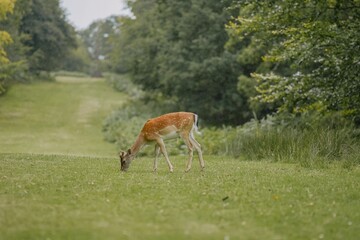 Deer Grazing in a Lush Meadow