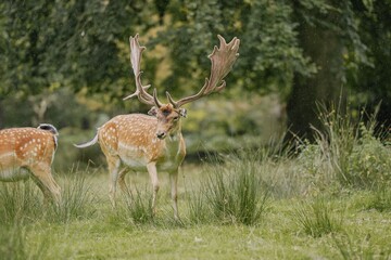 Spotted deer in a lush green forest.
