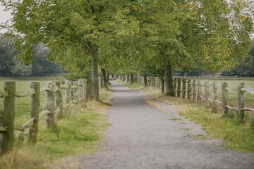 Serene Country Path with Trees and Fences
