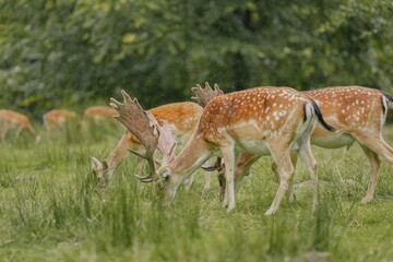 Spotted deer grazing in a lush meadow.