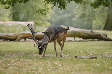 Deer grazing in a green park setting.