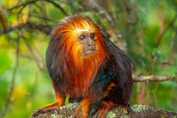 Tamarin lion à tête dorée en gros plan	