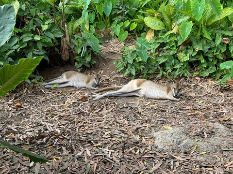 Roundtrip in Australia