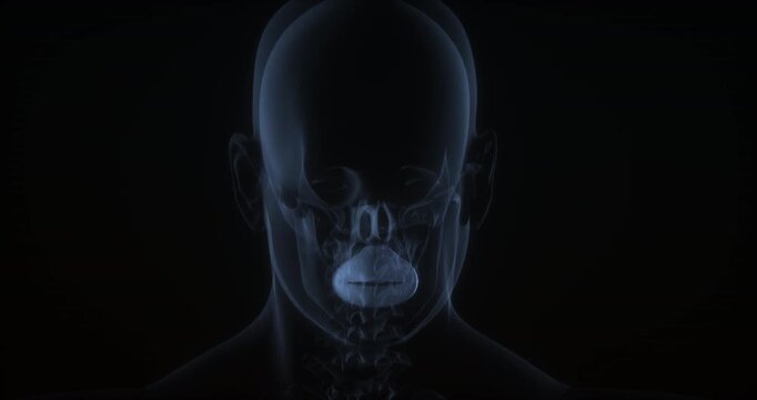 Orbicularis oris muscle in human body. X Ray. Loop
