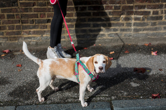 UK, London, dog going walkies in the city