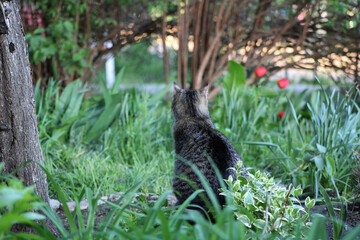 Gray tabby cat sitting in a green garden with its back turned to the camera. Peaceful spring nature scene with domestic feline outdoors.