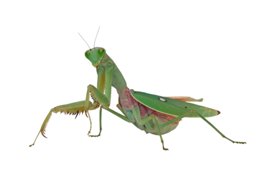 Giant Shield mantis closeup with self defense position on white background, Shield mantis closeup on white background