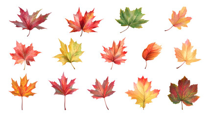 Fototapeta premium Maple leaves, leaf group pictures, autumn leaves, transparent pictures, png pictures