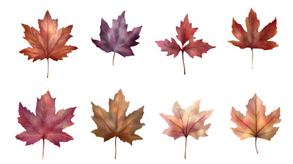 Fototapeta premium Maple leaves, leaf group pictures, autumn leaves, transparent pictures, png pictures