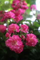 Vertical photo of blooming pink roses (Rosa spp.) with delicate petals and green leaves in garden setting.