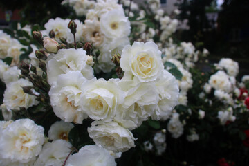 Close-up of blooming white roses with raindrops on petals in a garden. Beautiful fresh flowers in natural light, symbol of purity, love, and elegance.