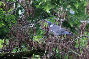 Wood pigeon perched on a tree branch in a city park, surrounded by fresh green leaves.