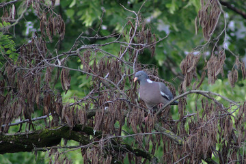 Wood pigeon perched on a tree branch in a city park, surrounded by fresh green leaves.