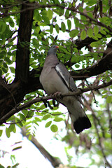 Vertical shot of a wood pigeon sitting on a tree branch in a green city park.