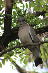 Vertical shot of a wood pigeon sitting on a tree branch in a green city park.