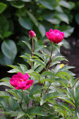 Bright pink peony flowers with green leaves in a summer garden, vertical orientation, close-up.