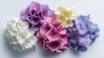 Fototapeta premium Hydrangea bouquet in pastel and bold tones, perfect for spring, garden, or botanical concepts