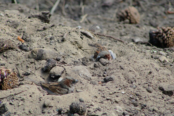 Horizontal photo of sparrows bathing in sand on a sunny day, close-up of small wild birds.