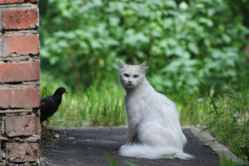 Beautiful white cat sitting on asphalt near green plants and brick wall. Fluffy stray cat outdoors in urban environment, looking to the side.