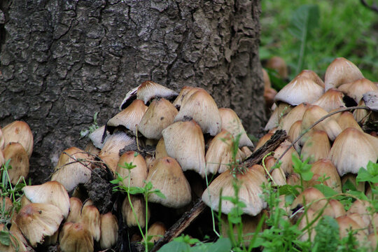 Cluster of gray ink cap mushrooms (Coprinopsis atramentaria) growing on mossy ground near a stone border in an urban environment.