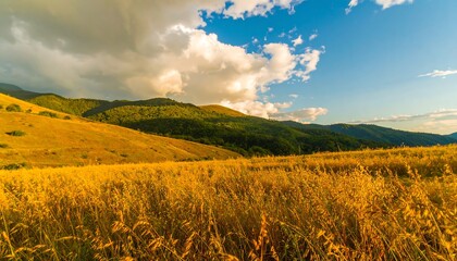 Obraz premium Golden field stretches towards a backdrop of rolling hills and lush forests, illuminated by a vibrant golden light, under a partly cloudy sky.