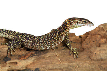 Varanus Nebulosus lizard on wood, 'Clouded Monitor, Closeup varanus lizard on isolated bacground