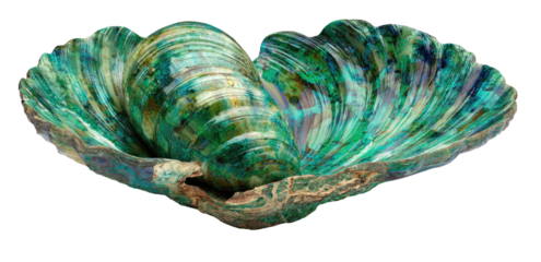 Vibrant green-toned shell, intricately patterned