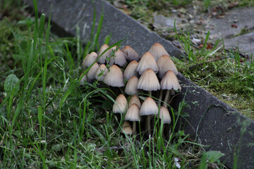 Cluster of gray ink cap mushrooms (Coprinopsis atramentaria) growing on mossy ground near a stone border in an urban environment.
