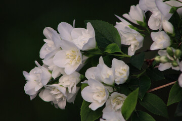 White jasmine mock orange flowers blooming on a branch with green leaves on a dark background. Close-up of Philadelphus blossoms in spring garden.