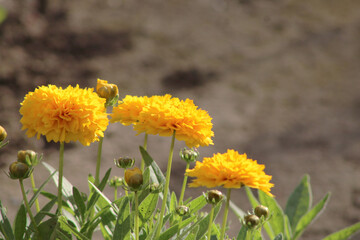 Horizontal photo of yellow calendula flowers blooming in the garden, close-up with green leaves.