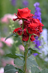 Close-up of vibrant red roses blooming in the garden, with soft blurred background creating a natural floral scene