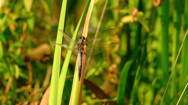 Macro close-up of a male broad-bodied chaser (Libellula depressa) resting on a grass stem in warm golden hour light, then taking off and flying away