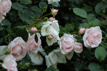Horizontal photo of fresh pink rose flowers (Rosa spp.) with lush foliage and natural blurred background.