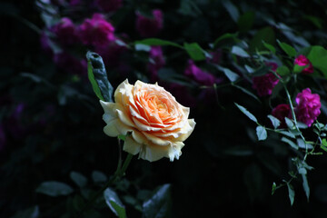Yellow rose in full bloom with green leaves and a bud, close-up floral photography in natural...