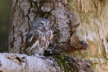 A cute Eurasian pygmy owl sits on the  branch. Glaucidium passerinum. A little owl in the nature habitat.