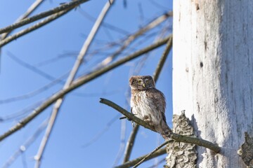 A cute Eurasian pygmy owl sits on the dry spruce branch. Glaucidium passerinum. A little owl in the nature habitat.