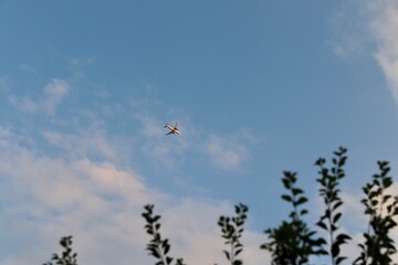 Commercial Airplane Flying Overhead at Golden Hour with Leaves in Foreground and Cloudy Blue Sky