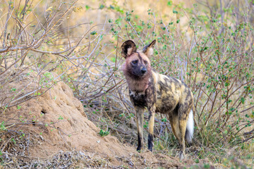 African wild dog (Lycaon pictus) standing in bush with blood on face, Kruger National park, Mpumalanga, South Africa.