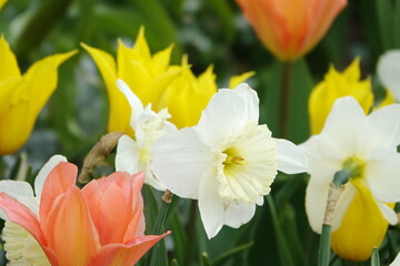 Obraz premium Tulpen