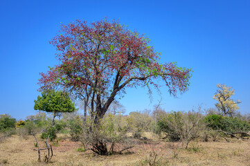 African walnut tree (Schotia brachypetala) blooming with red flowers on savanna with blue sky, Kruger national park, Mpumalanga, South Africa.