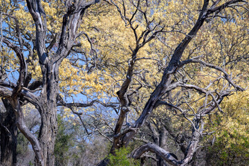 Knob-thorn tree (Acacia Nigrescens) with yellow flowers detail, Kruger national park, Mpumalanga, South Africa.