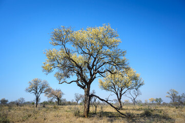 Knob-thorn tree (Acacia Nigrescens) with yellow flowers against a clear blue sky, on savanna, Kruger national park, Mpumalanga, South Africa.