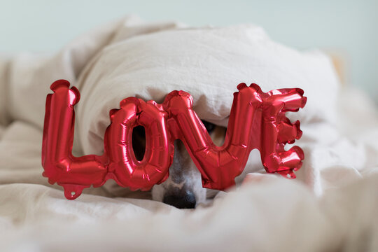 Dog on bed with love foil balloon, under blanket