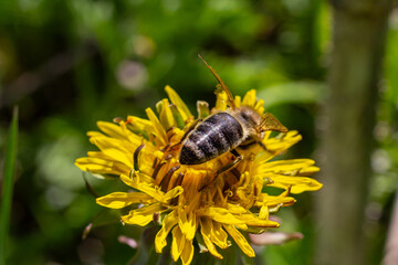 Bee pollinates vibrant yellow dandelion flower during sunny spring afternoon in a lush green garden setting