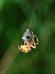 Spinne mit Beute